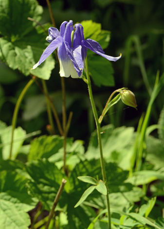 Aquilegia polympica close
