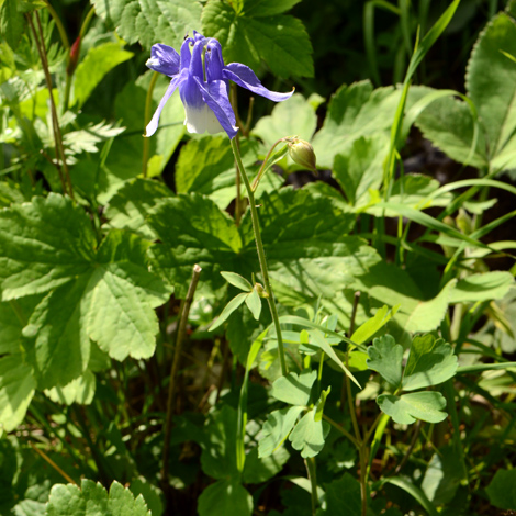 (Aquilegia caucasica-áá¡ á¡á£á áááá¡ á¨ááááá