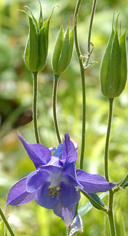 Aquilegia vulgaris front