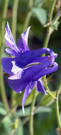 Aquilegia vulgaris side