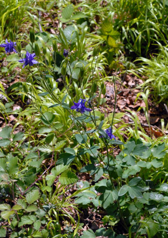 Aquilegia vulgaris whole