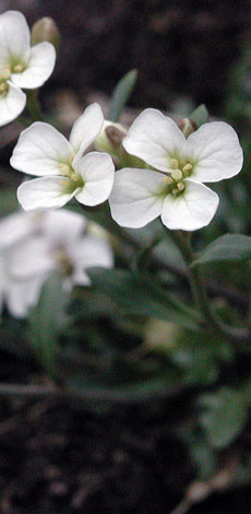 Arabidopsis petraea close