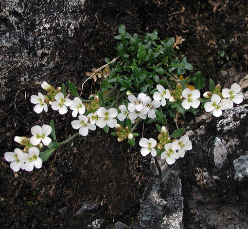 Arabidopsis petraea whole