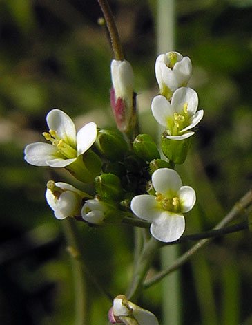 Arabidopsis thaliana close