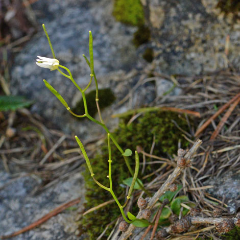 Arabis bellidifolia whole