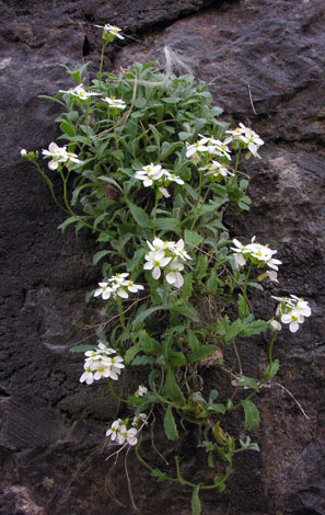 Arabis caucasica whole