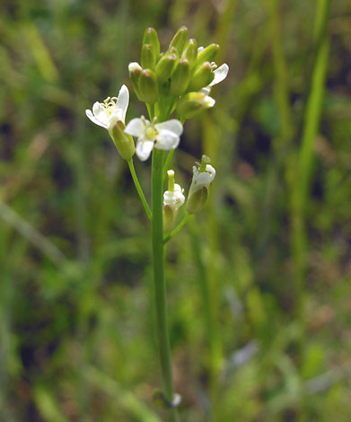 Arabis glabra