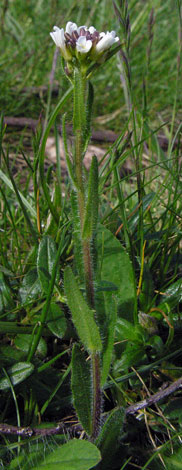 Arabis hirsuta side