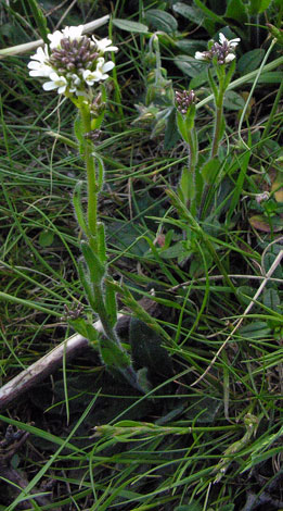 Arabis hirsuta whole