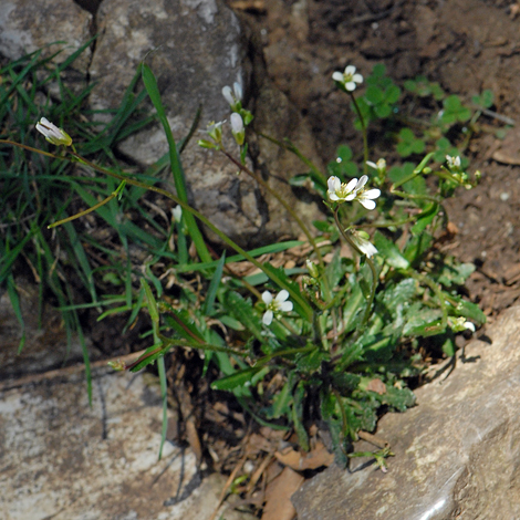 Arabis scabra whole