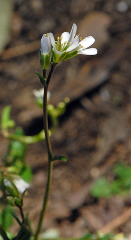 Arabis scabra close