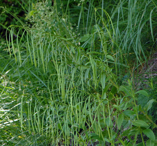 Arabis turrita whole