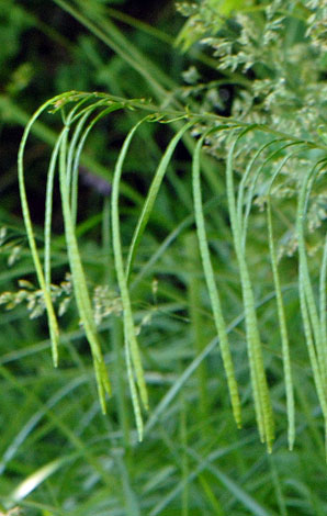 Arabis turrita close