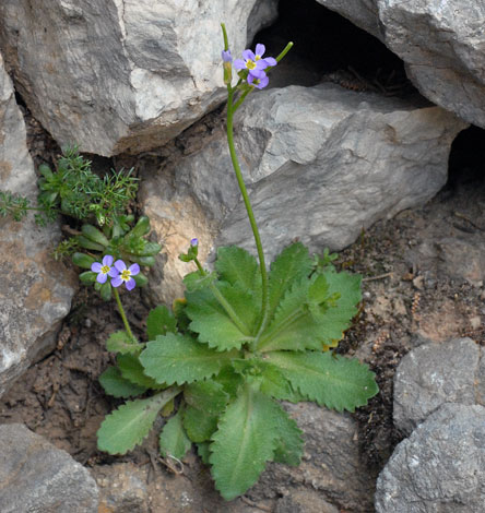 Arabis verna large plant