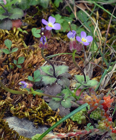 Arabis verna small