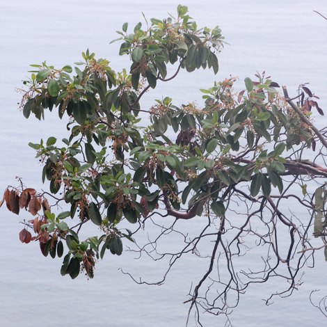 Arburus andrachne whole