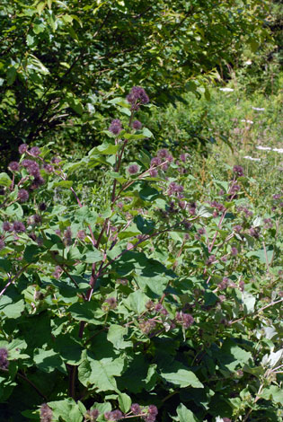 Arctium minus whole