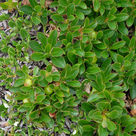 Arctostaphylos alpinus