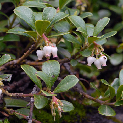 Arctostaphylos uva-ursi whole
