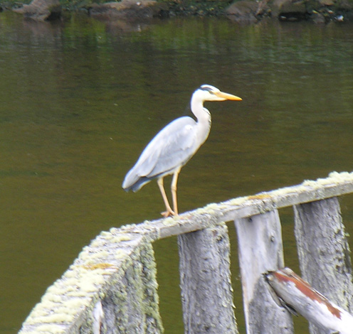 Ardea cinerea