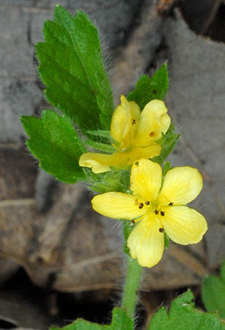 Aremonia agrimonioides close