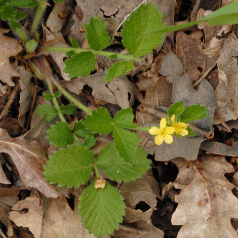 Aremonia agrimonioides whole
