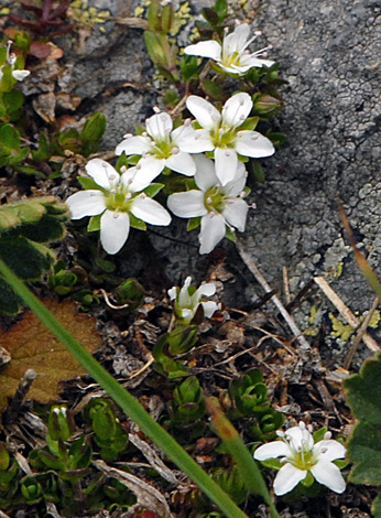 Arenaria biflora close