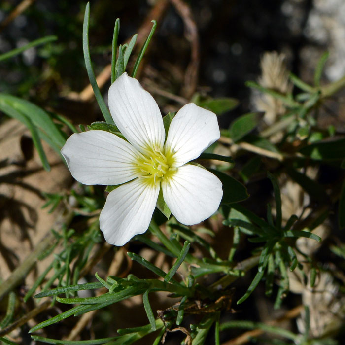 European Wild Plant Arenaria Montana Mountain Sandwort