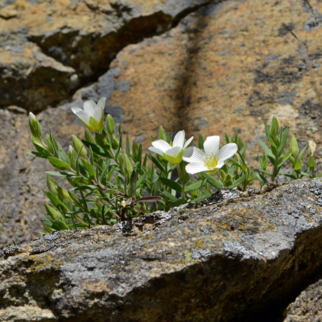 European Wild Plant Arenaria Montana Mountain Sandwort