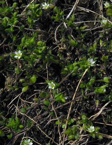 Arenaria serpyllifolia whole