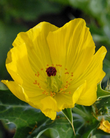 Argemone mexicana close