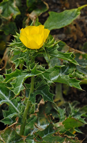 Argemone mexicana whole