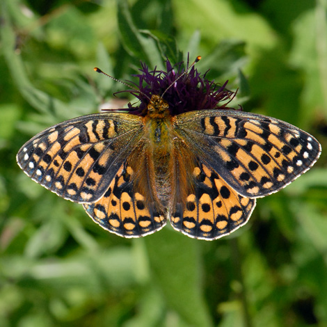 Argunnis aglaja ssp scotica