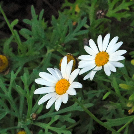 Argyranthemum frutescens close