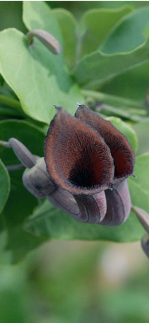 Aristolochia baetica front