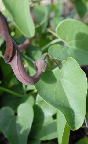 Aristolochia baetica side