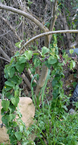 Aristolochia baetica whole