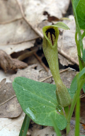Aristolochia rotunda front view
