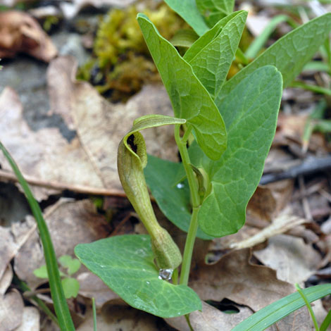 Aristolochia rotunda whole