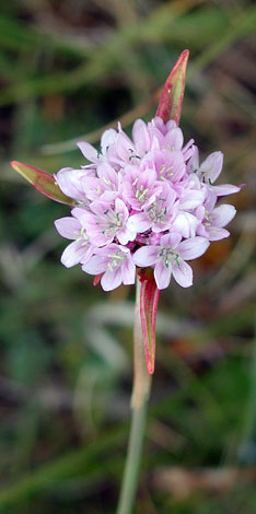 Armeria arenaria flower