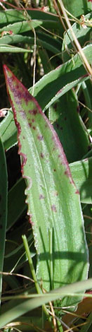 Armeria arenaria leaf