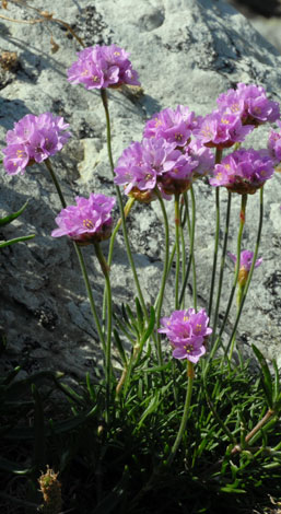 Armeria maritima close