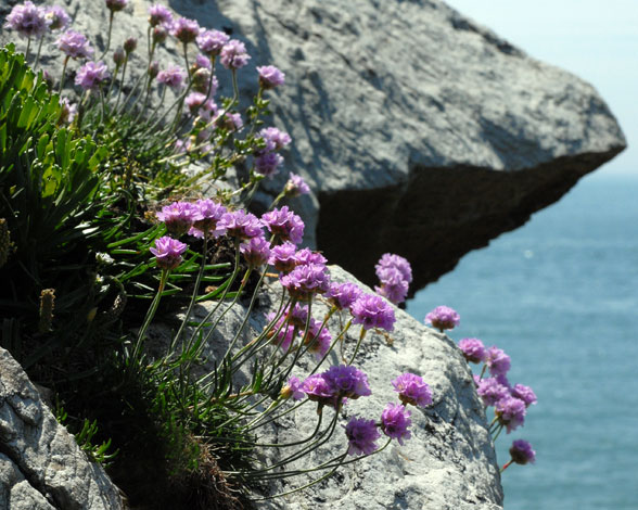 Armeria maritima on rocks whole