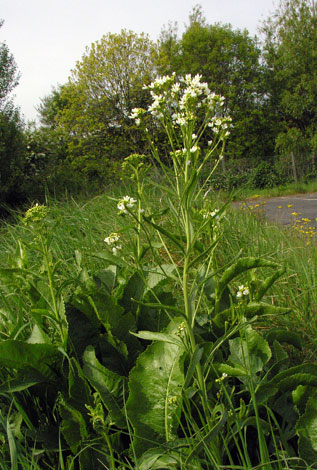 Armorecia rusticana whole