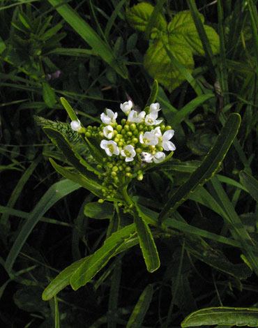 Armaorecia rusticana close
