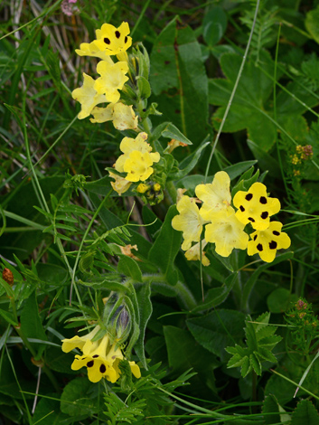 Arnebia pulchra close