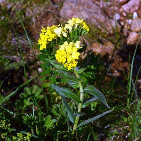 Arnebia pulchra whole