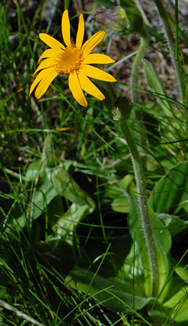 Arnica montana close