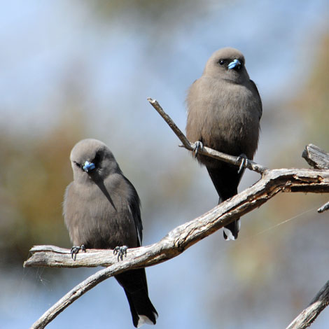 Artamus cyanopterus pair