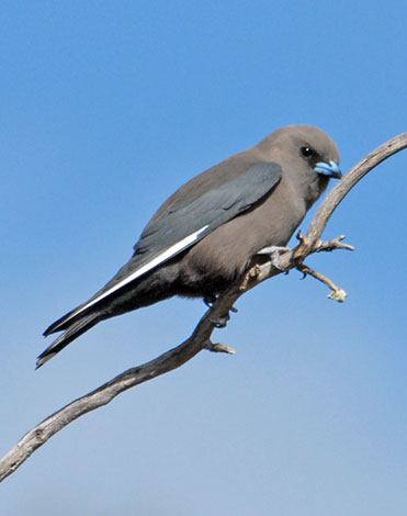 Artamus cyanopterus side